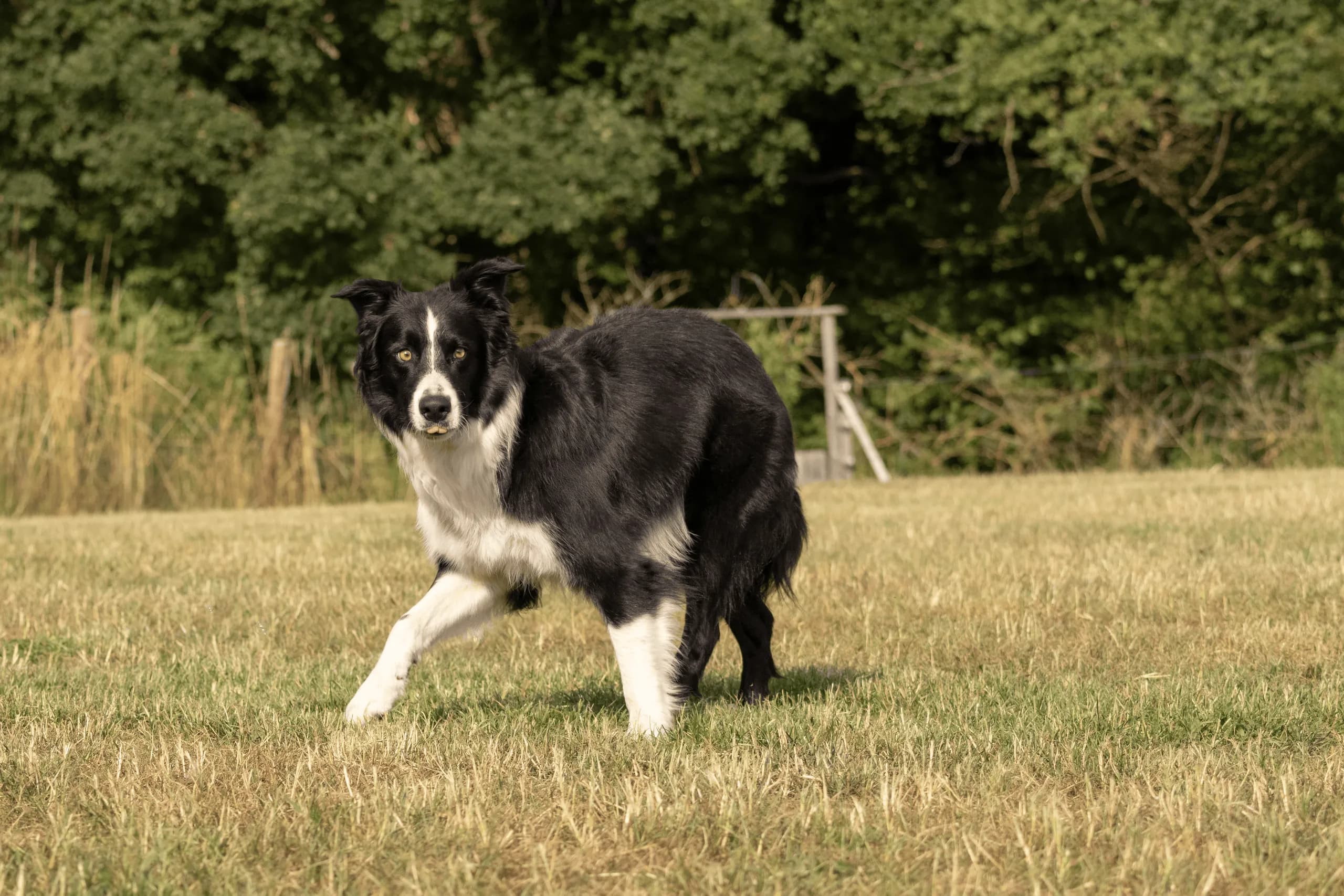 Schwarz-weißer Hund hält mitten im Laufen inne und schaut mit erhobener Vorderpfote aufmerksam in die Kamera