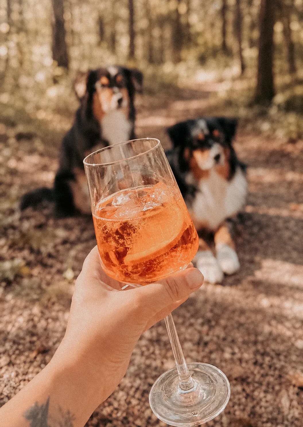 Zwei dreifarbige Hunde liegen unscharf auf einem Waldweg, im Vordergrund hält eine Hand ein Glas Aperol