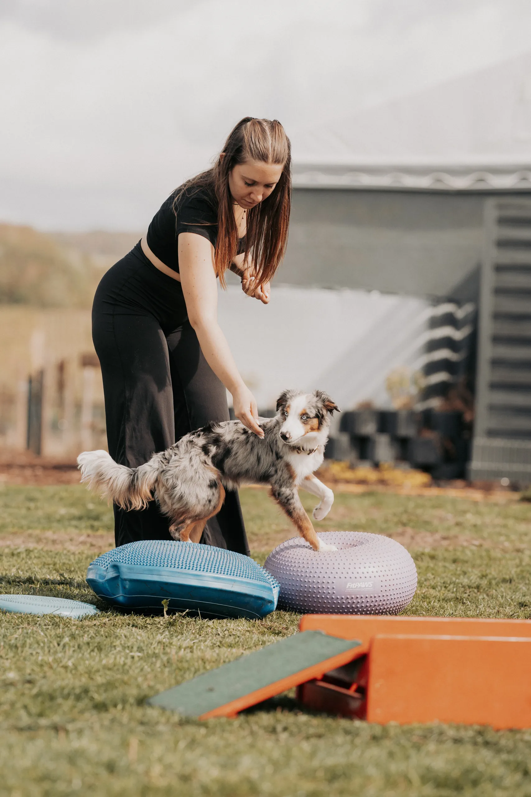 Australian Shepherd steht mit einer Vorderpfote auf einem Noppenball, daneben Balancekissen und eine Rampe; die Trainerin führt ihn mit der Hand
