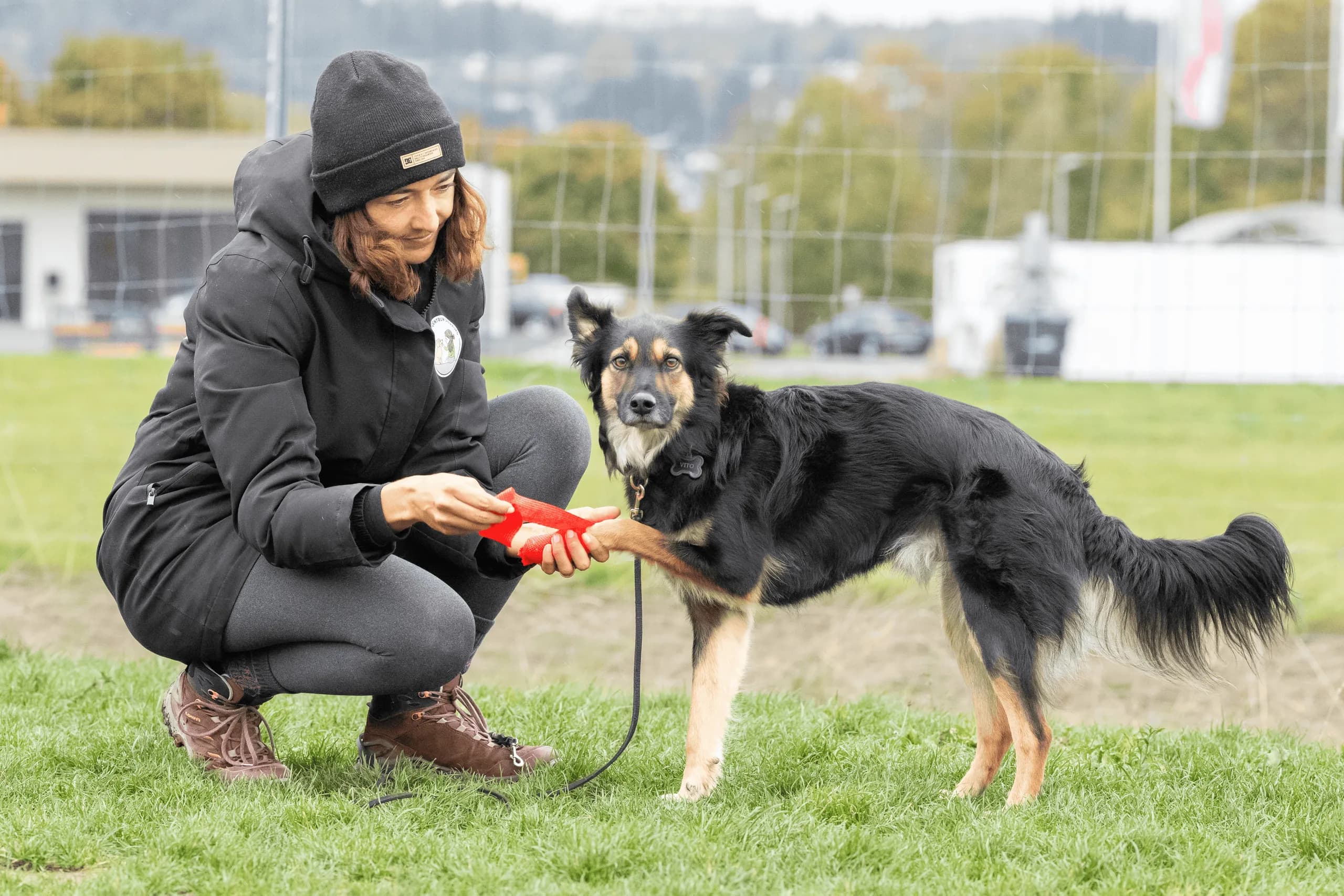 Hund steht ruhig auf der Wiese, während eine Frau ihm einen roten Verband um das Vorderbein wickelt