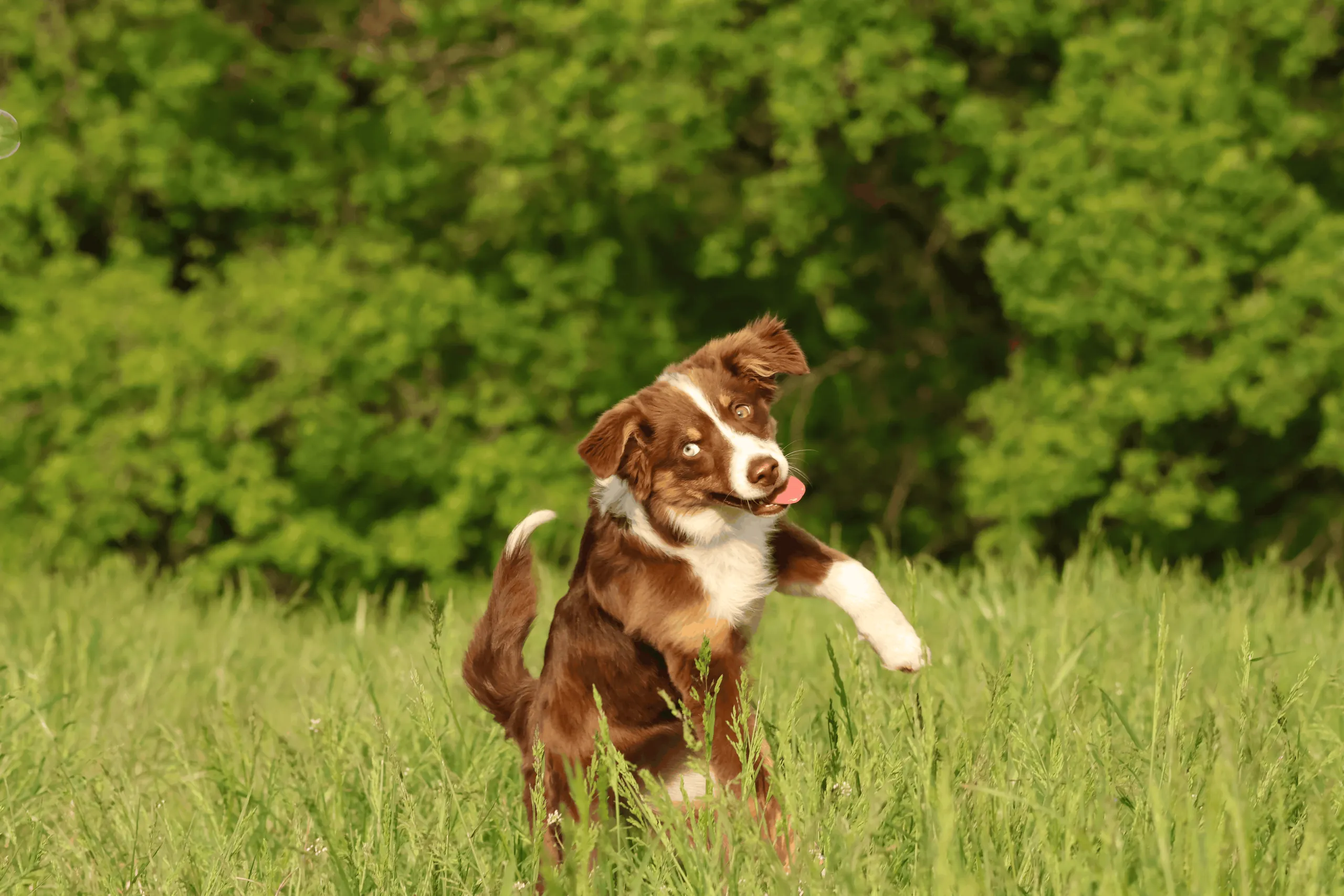 Brauner Hund mit weißer Brust springt übermütig mit erhobener Pfote durch hohes Gras