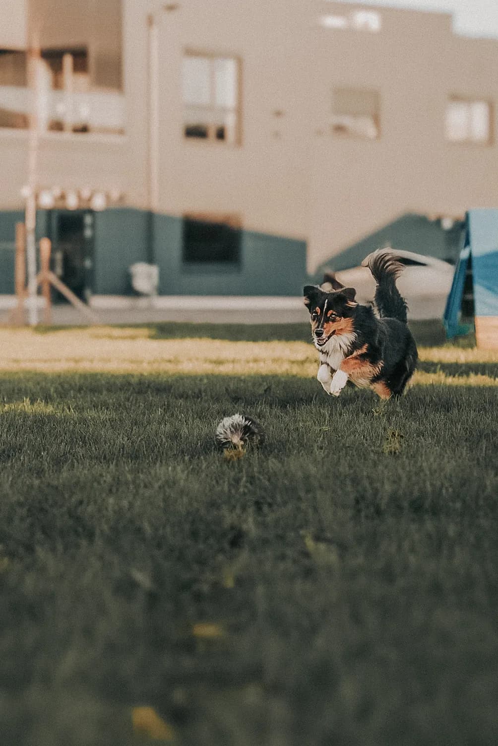 Hund sprintet über die Wiese auf einen Fellköder im Gras zu