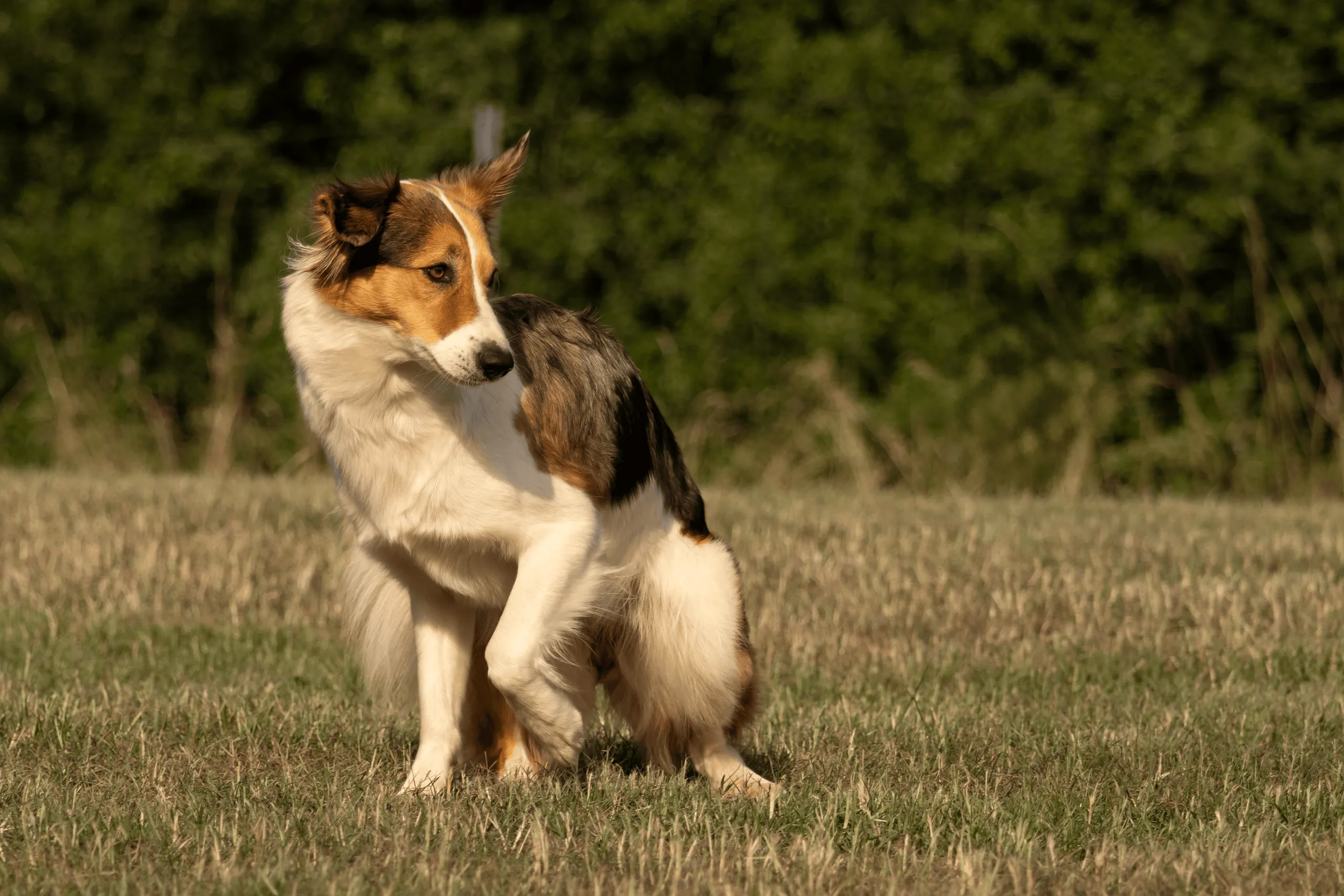 Dreifarbiger Hund sitzt mit eingezogenem Kopf auf der Wiese und blickt unsicher zur Seite