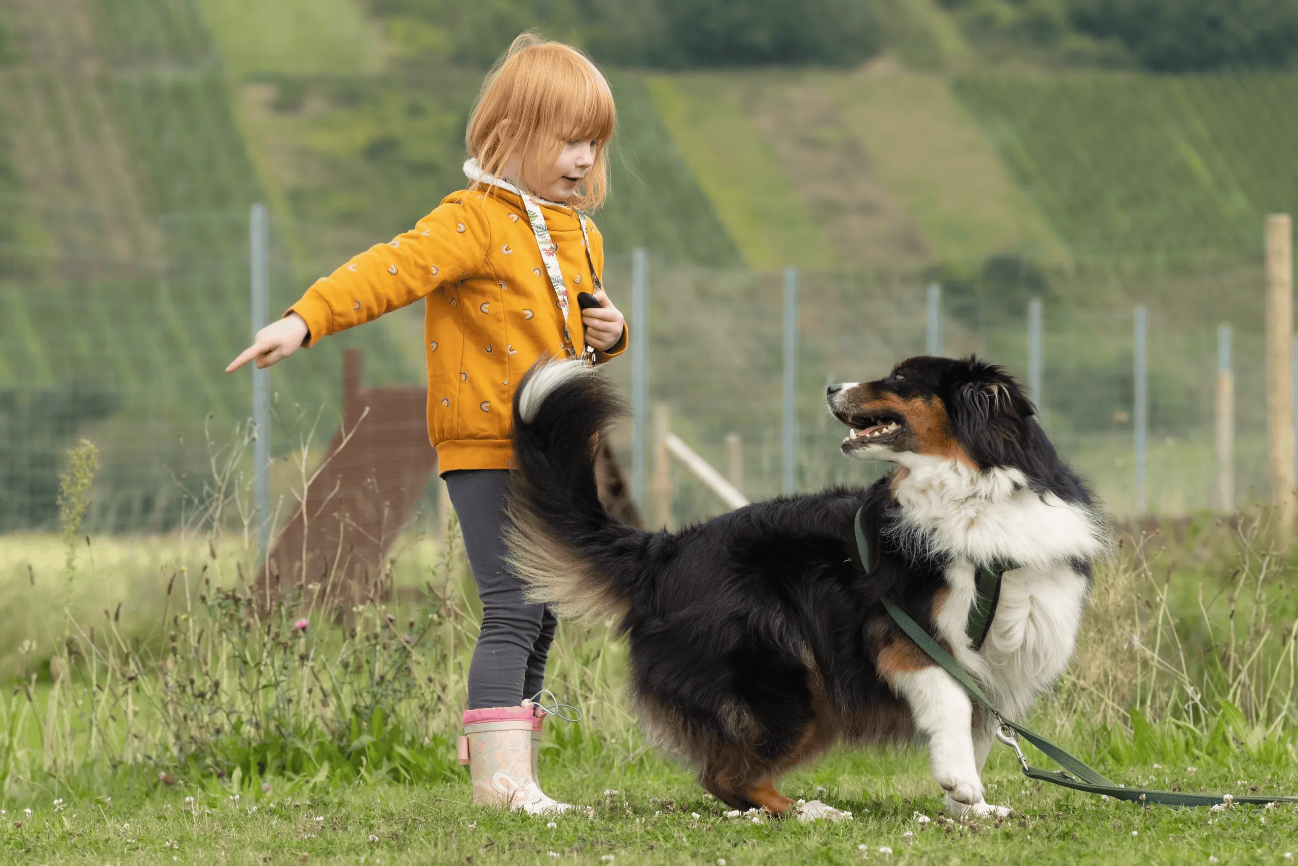 Dreifarbiger Hund an der Leine schaut zu einem Kind in gelber Jacke auf, das mit ausgestrecktem Arm zur Seite zeigt