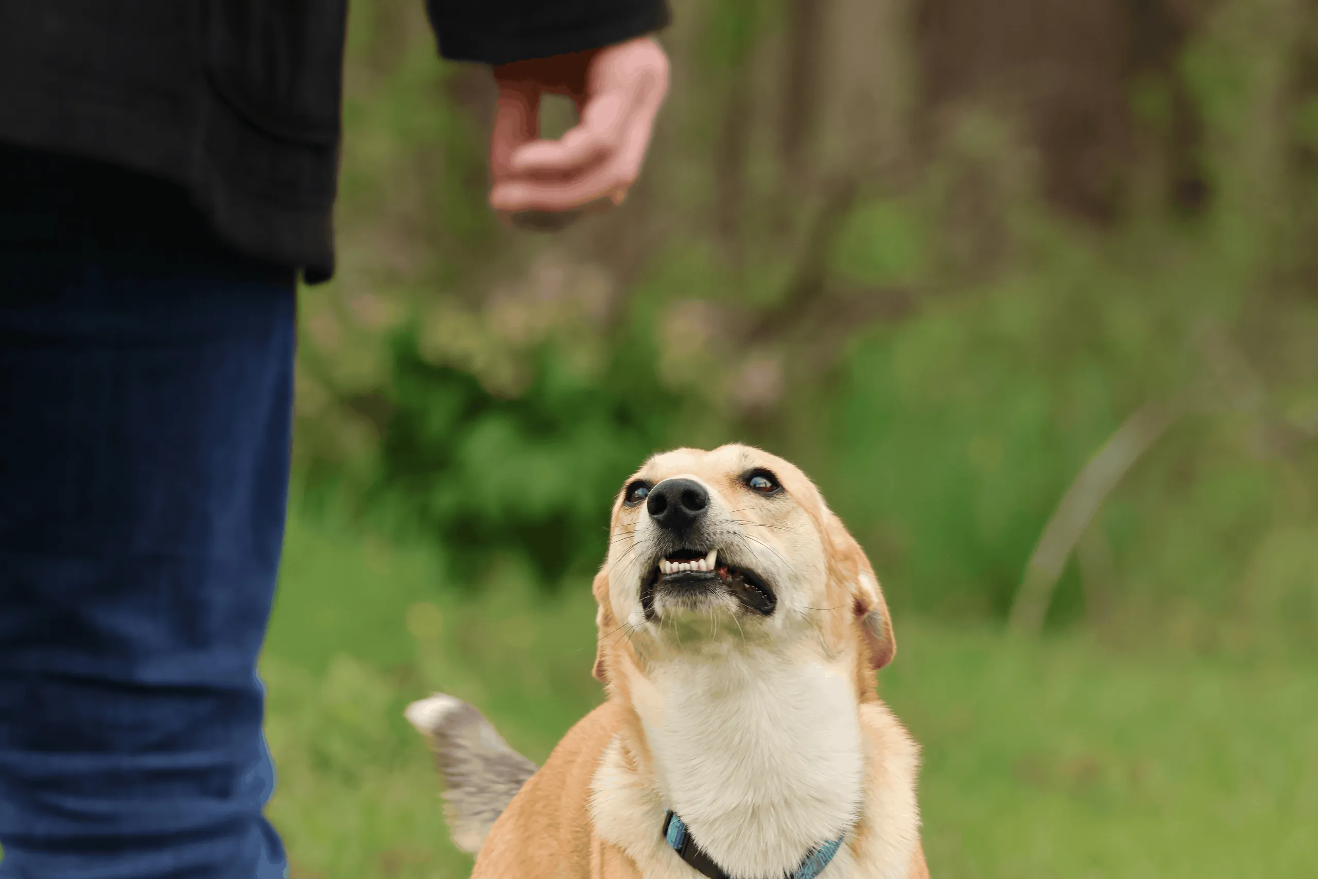 Hellbrauner Hund bleckt die Zähne und blickt nach oben, daneben steht ein Mensch mit ausgestreckter Hand