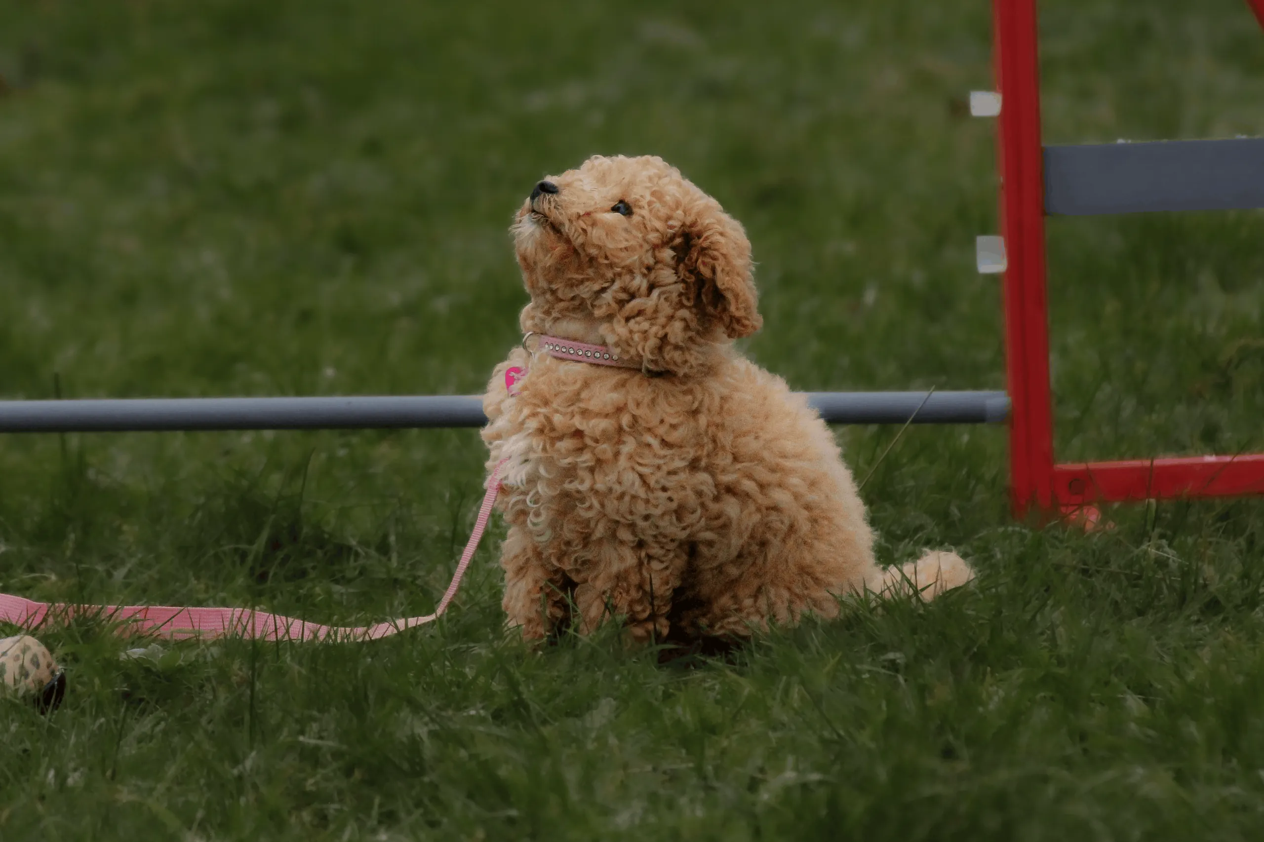 Lockiger apricotfarbener Welpe mit rosa Leine sitzt im Gras und schaut nach oben