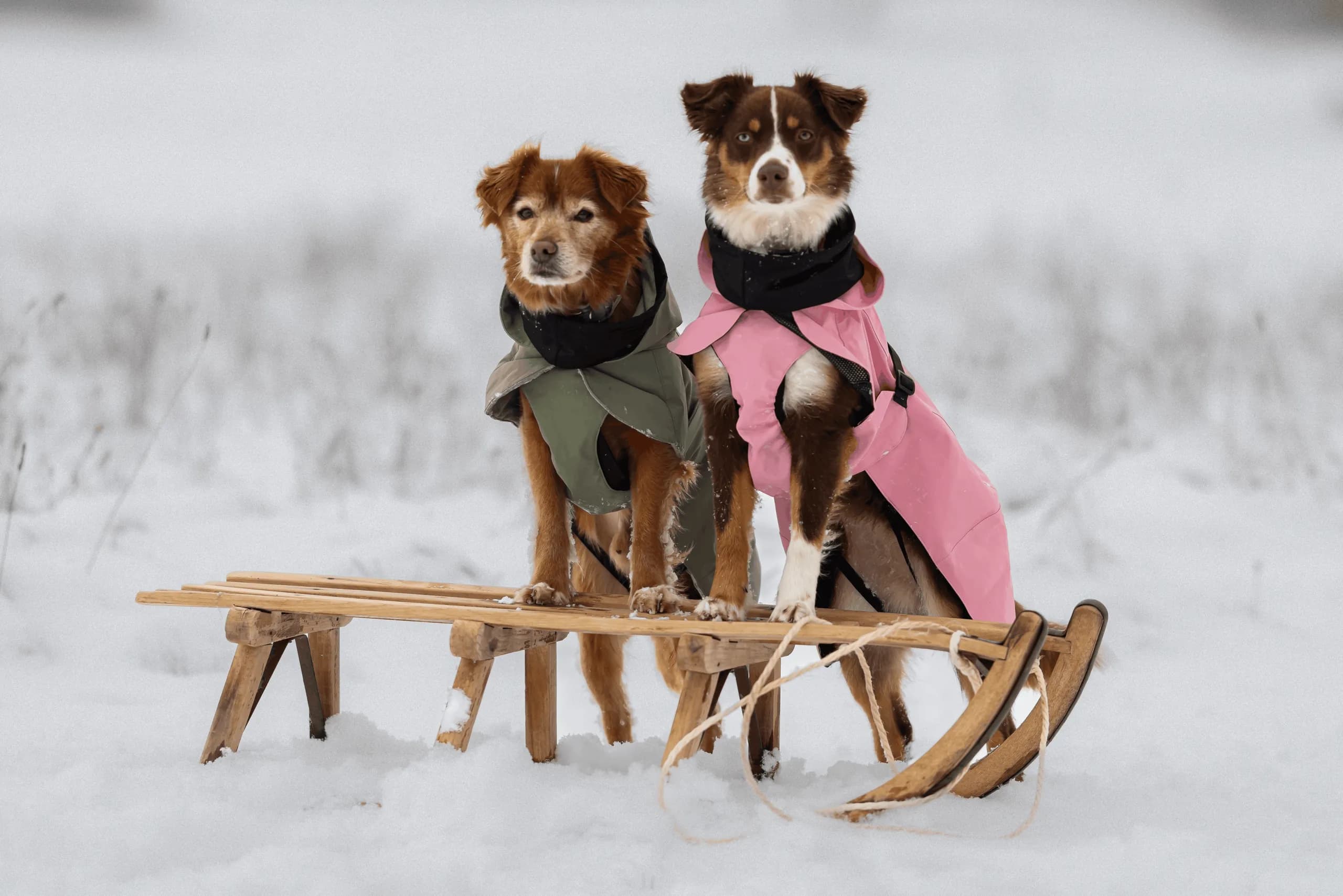 Zwei Hunde in Wintermänteln stehen mit den Vorderpfoten auf einem Holzschlitten im Schnee